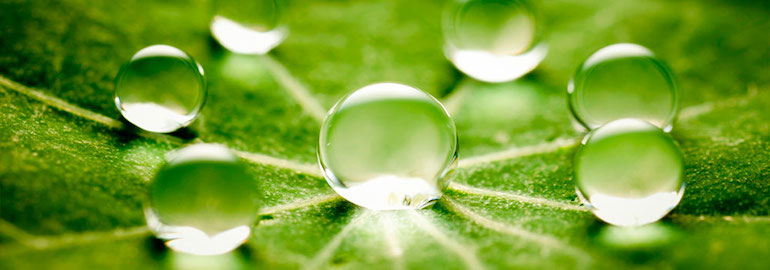 Diétetica y Fitoterapia Diétetica y Fitoterapia